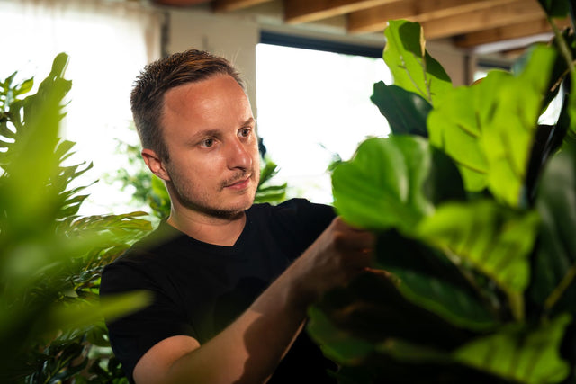 Hoe lang gaan kunstplanten mee?