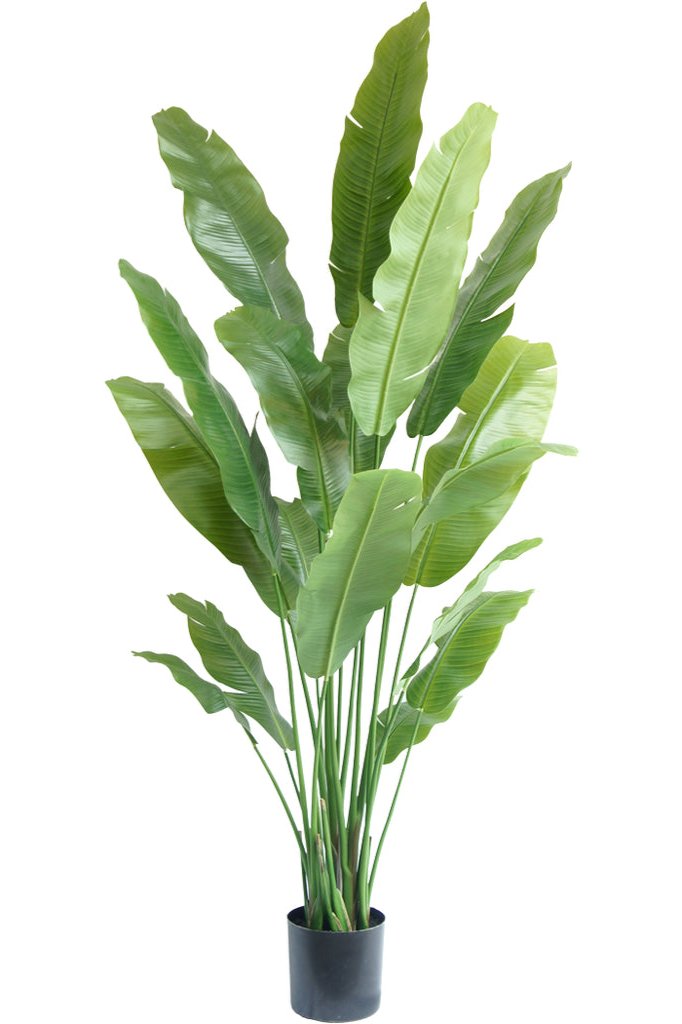 Realistische kunststrelitzia voor in huis
