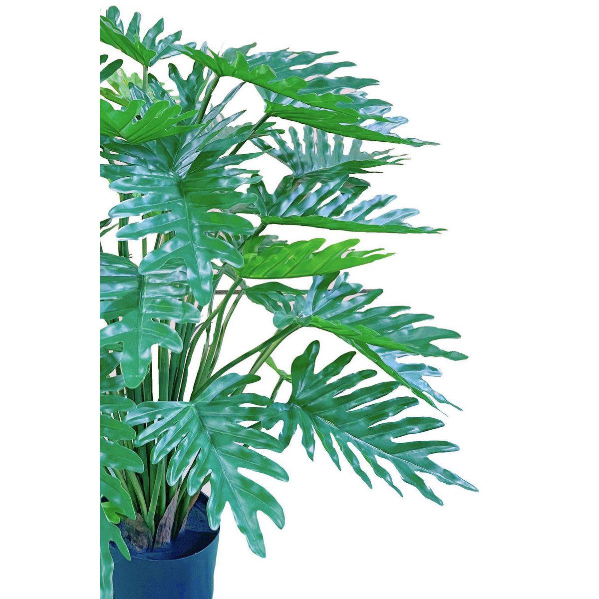 Nepplant Philodendron in pot, 75cm hoog