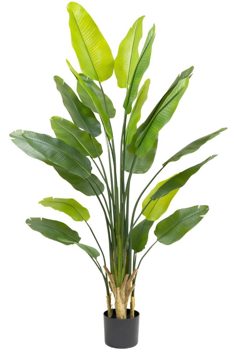 Nepplant van strelitzia van 210 cm