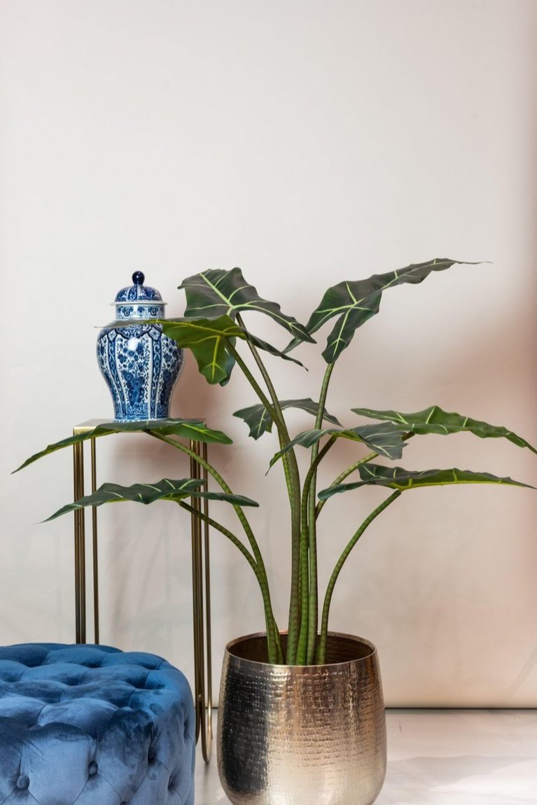 Decoratieve alocasia frydek bloem met olifantsoor