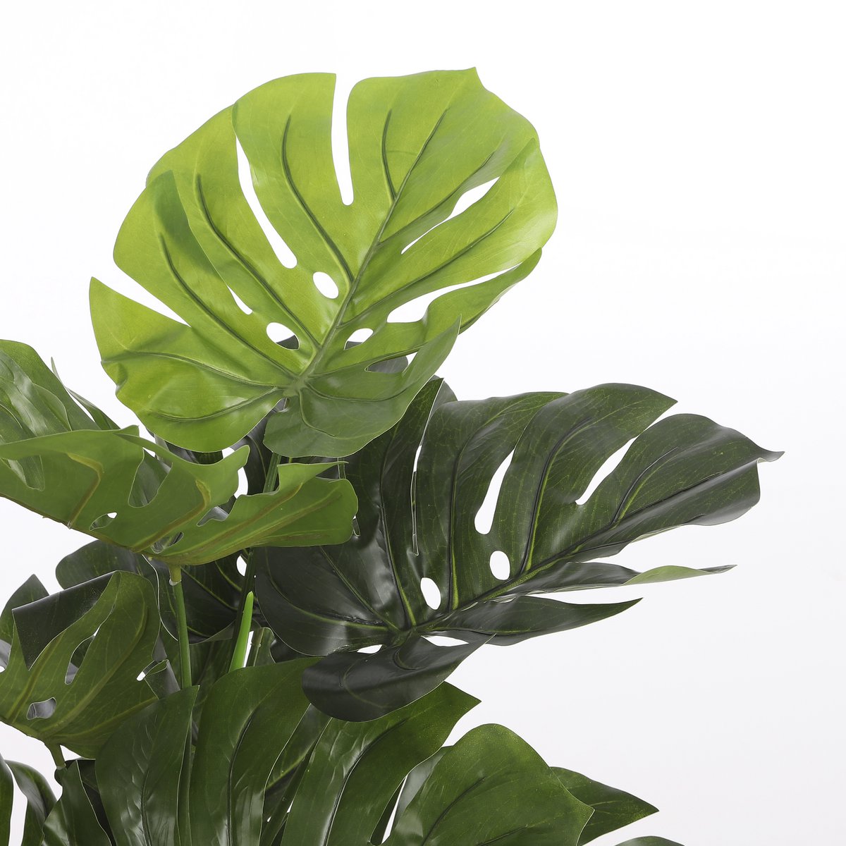 Nepplant Monstera, ideaal voor decoratie in huis