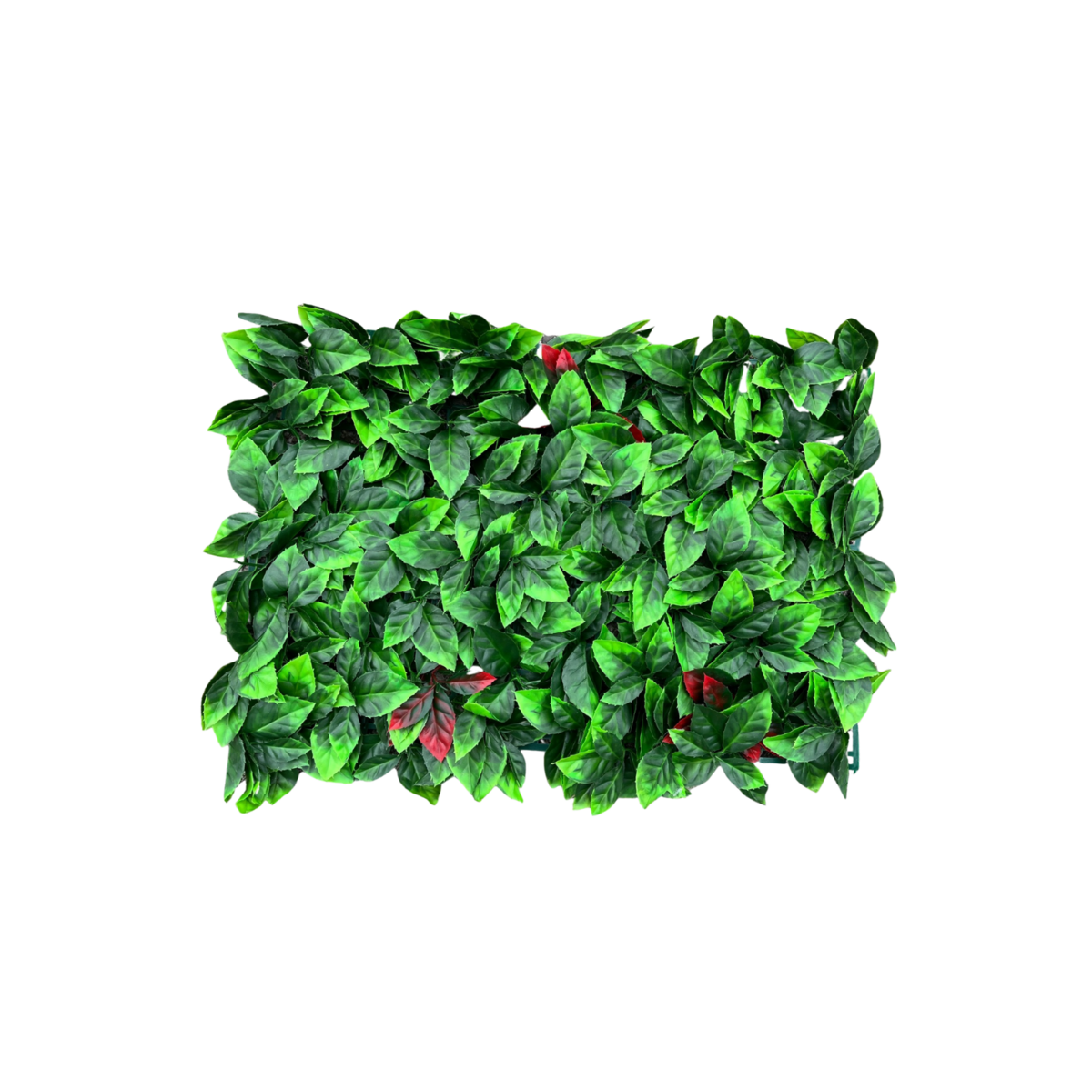 Kunsthaag van Photinia 60x40cm