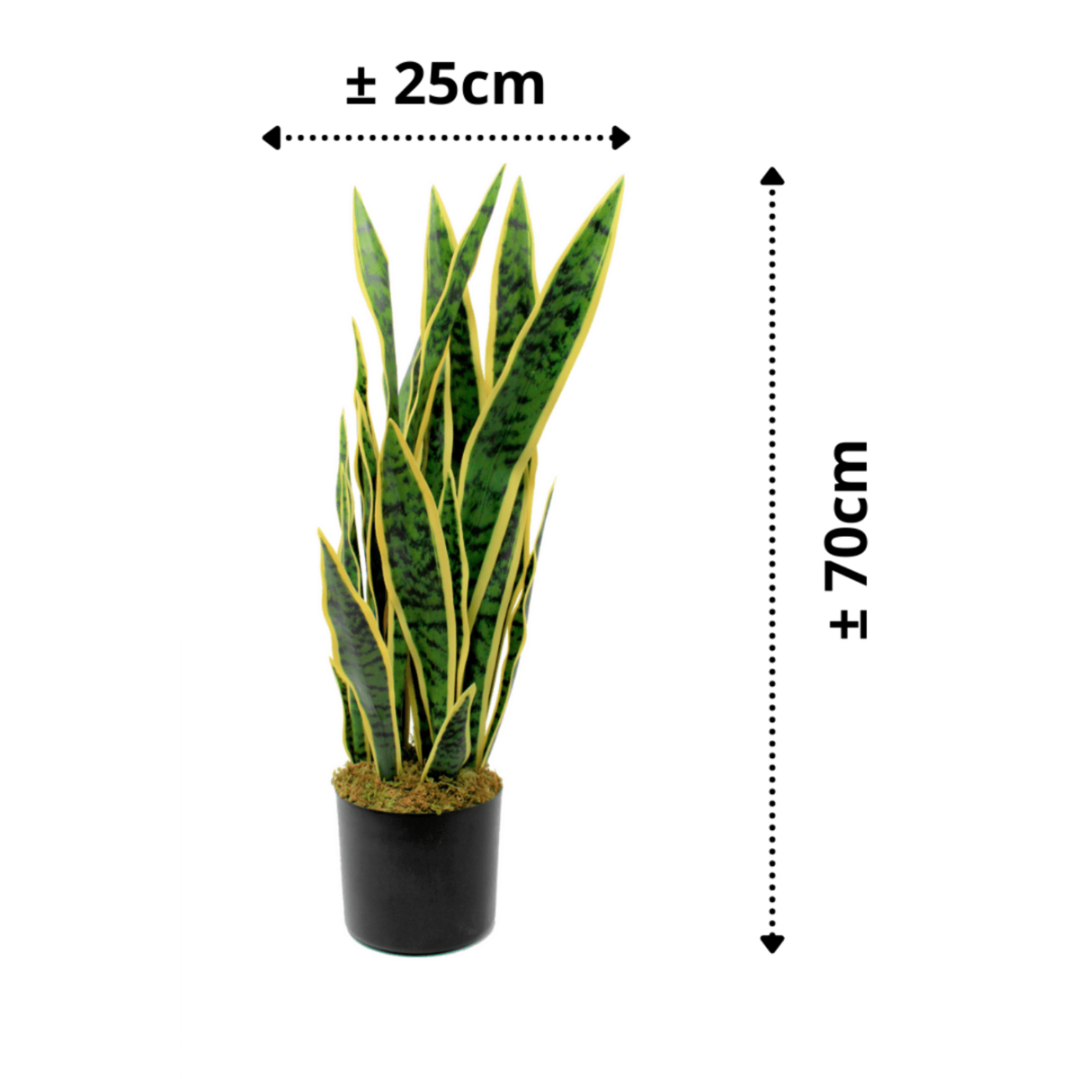 Neppe Sansevieria plant voor sfeervolle inrichting