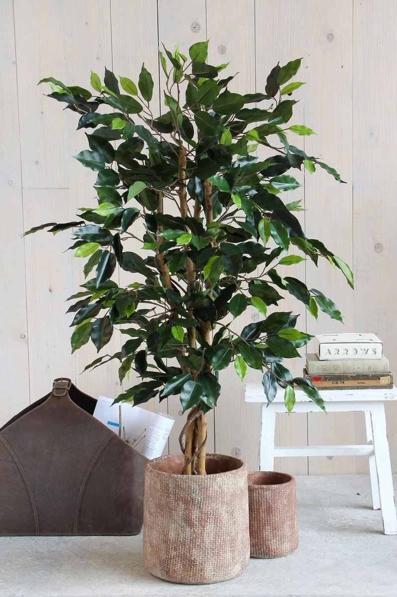 Ficus kunstplant met realistische uitstraling