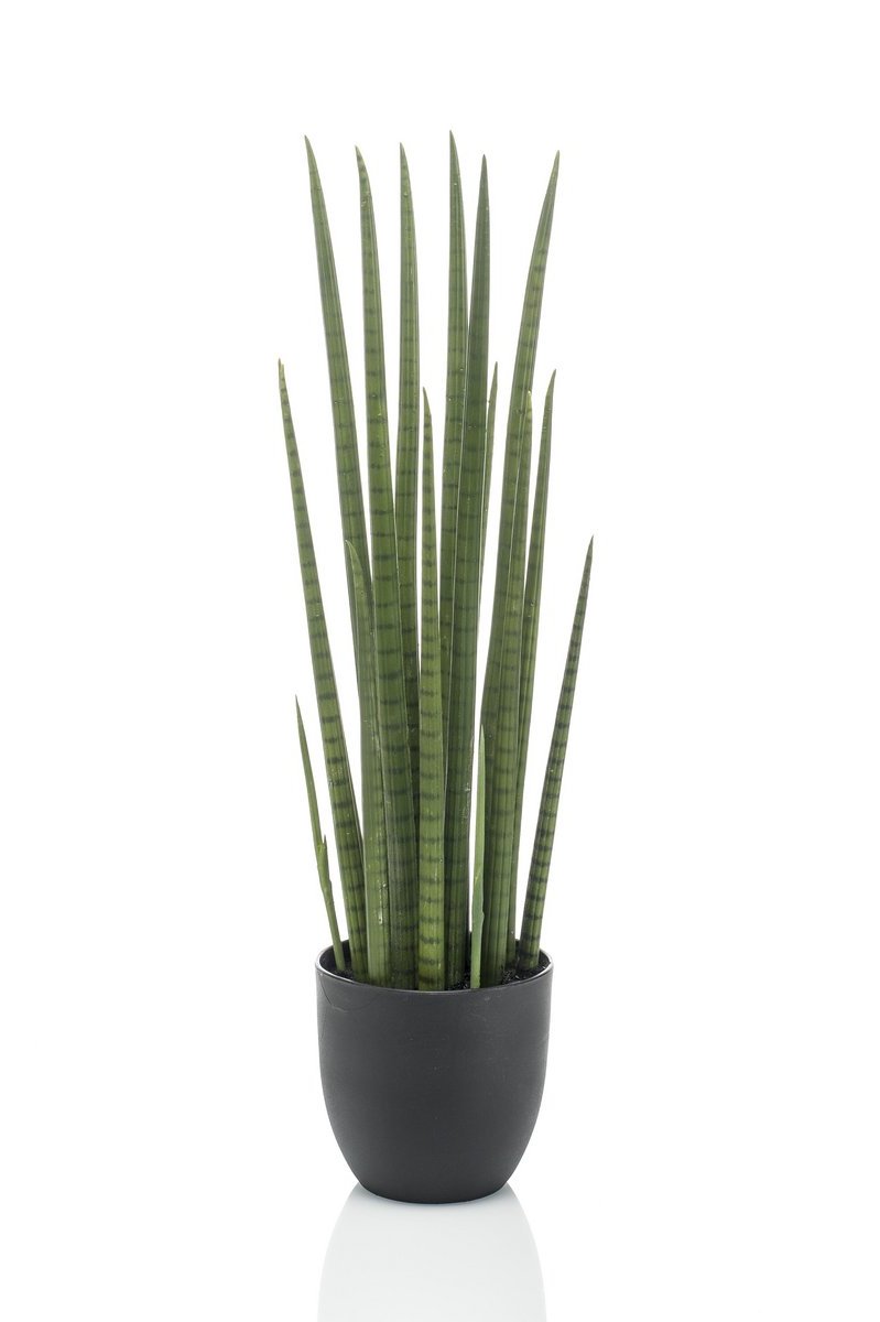 Nepplant sanseveria voor groen interieur design