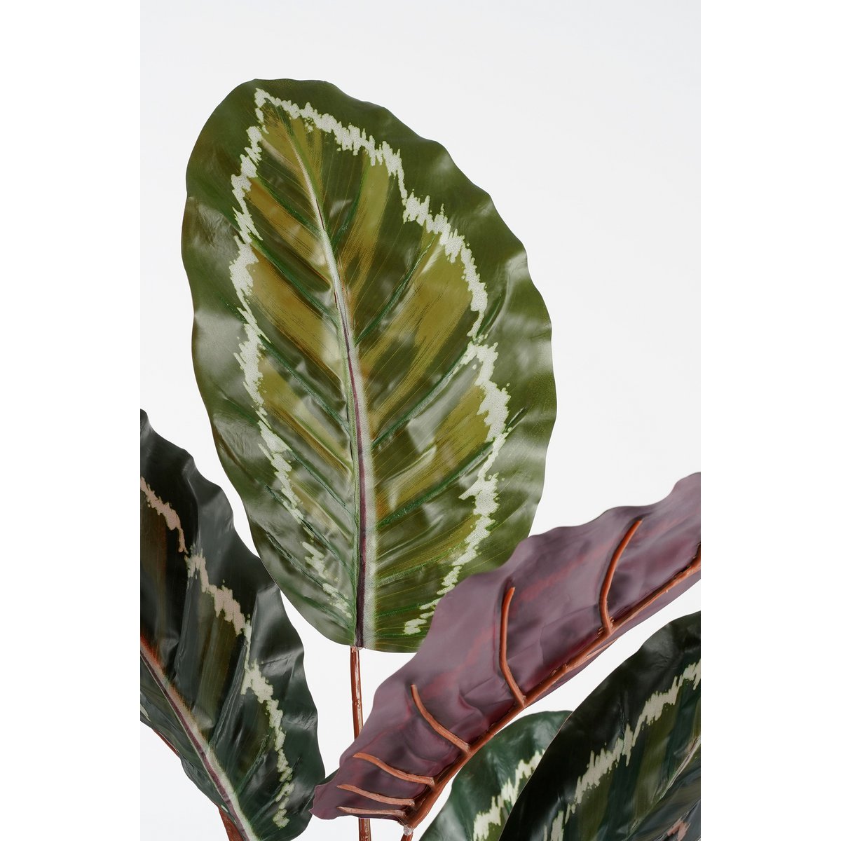 Mooie nepplant van Calathea Roseopicta