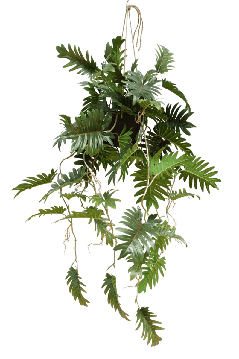 Nep Philodendron hangplant voor decoratie