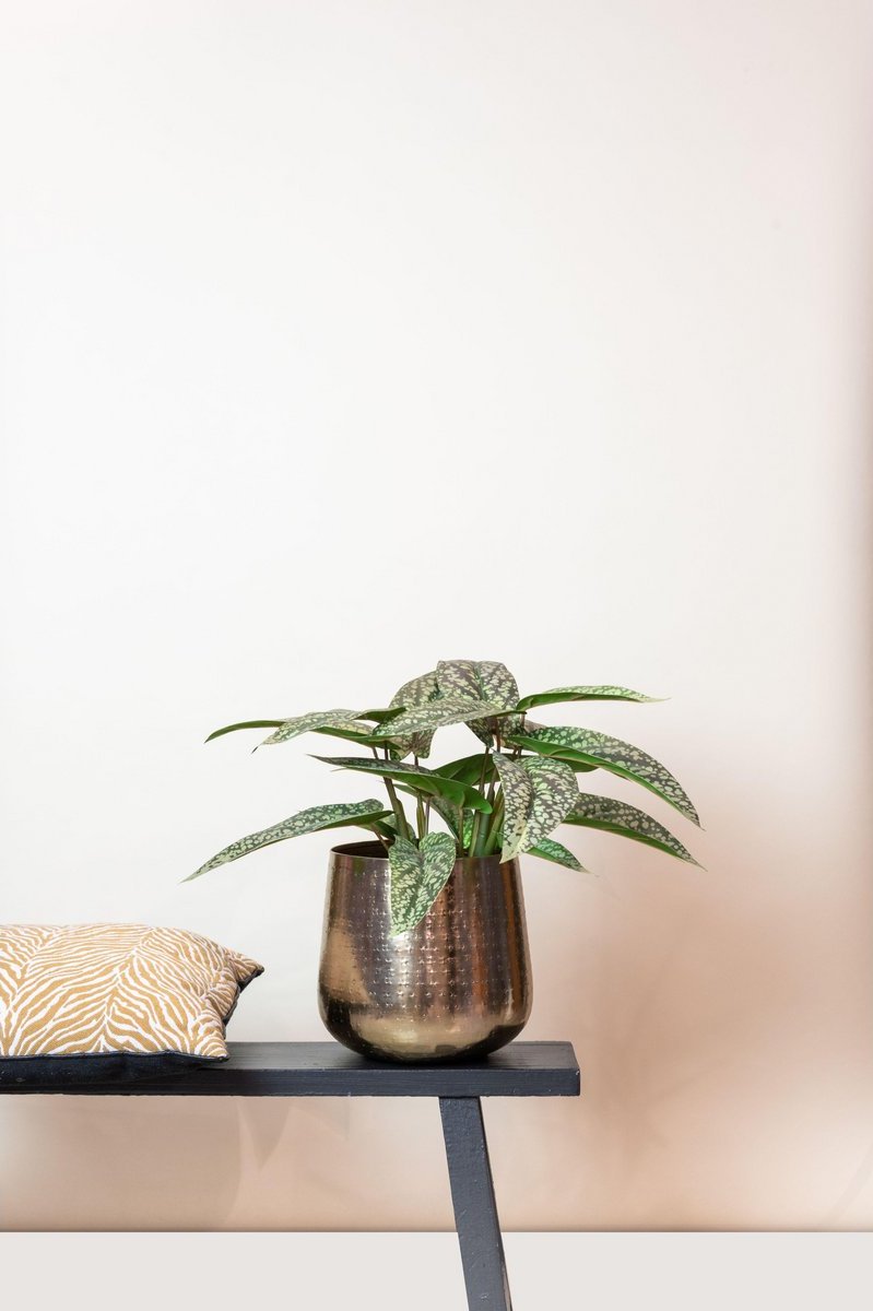 Neppe Calathea plant ideaal voor binnenshuis decoratie in donkere hoeken