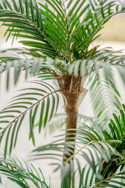 Imitatie palmboom voor woonkamerdecoratie