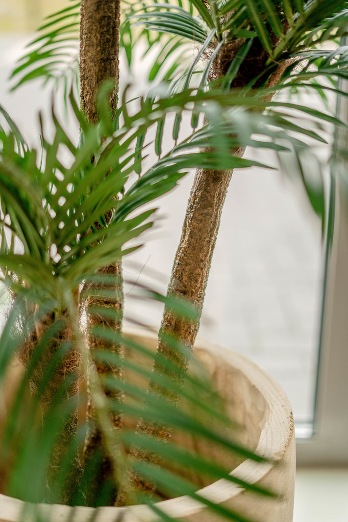 Nep Cycas palm voor huisinrichting