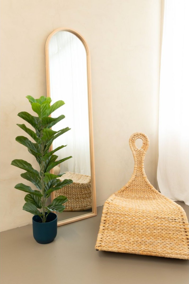 Neppe ficus plant voor interieurdecoratie