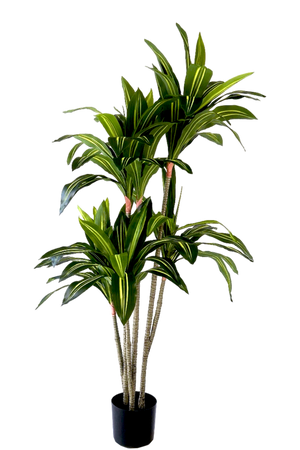 Kunstplant Dracaena Fragrans 150cm