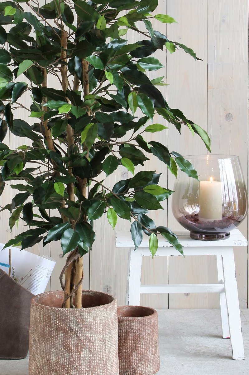 Ficus boom van kunststof voor thuis