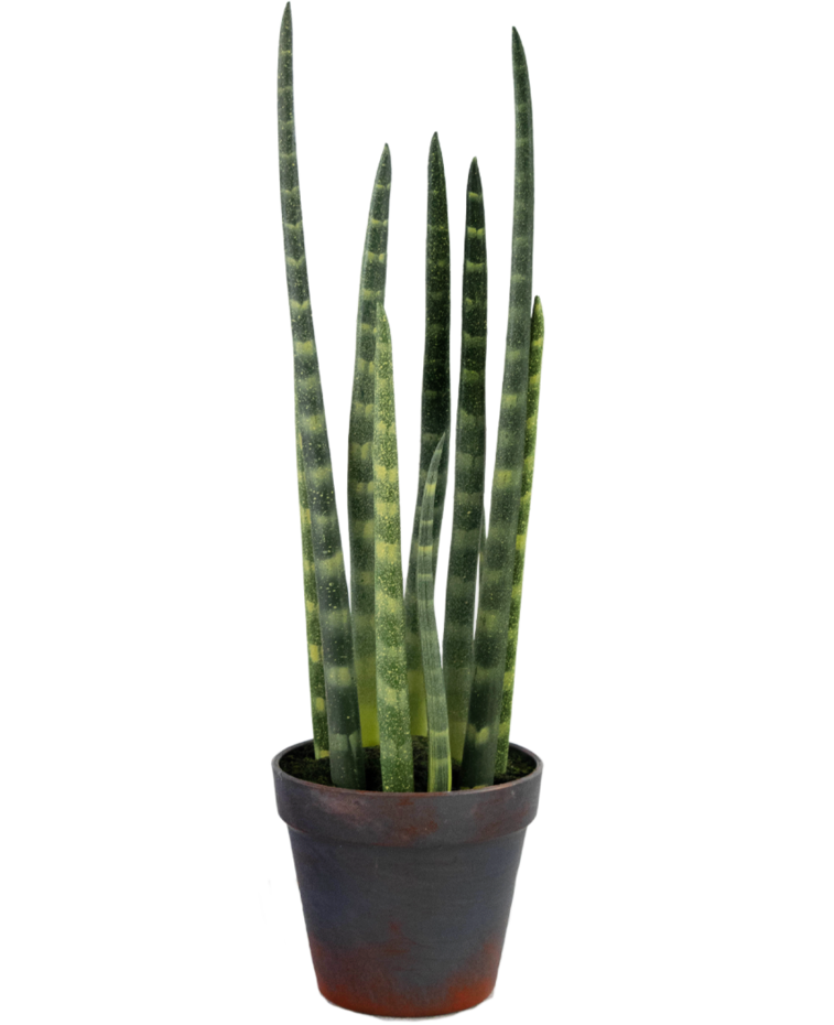 Kunst Sansevieria Cylindrica 43 cm