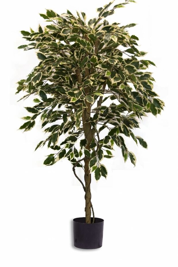 Kunstplant Ficus Bont 150 cm