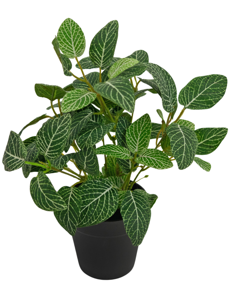 Kunstplant Fittonia Groen-wit in Pot 25cm