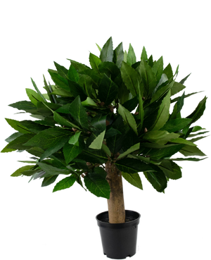 Kunstplant Laurier 33 cm UV