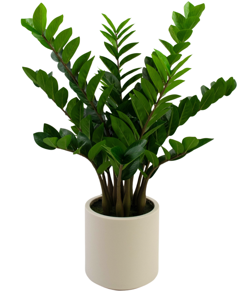 Kunstplant Zamioculcas kant en klaar in beige pot 80 cm