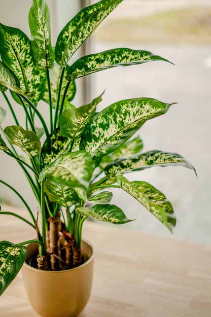 Mooie decoratieve Dieffenbachia voor interieur