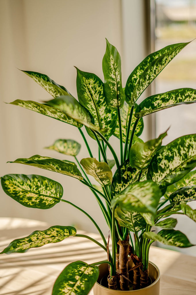 Levendige kunst Dieffenbachia plant voor huis