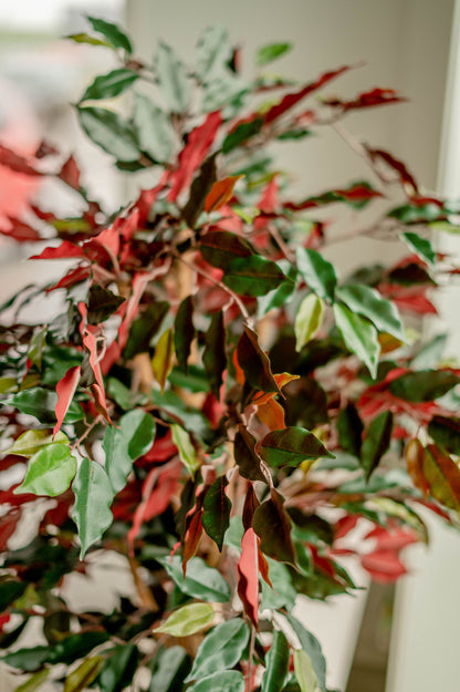 Kunstzijden plant met groen-rode kleuren