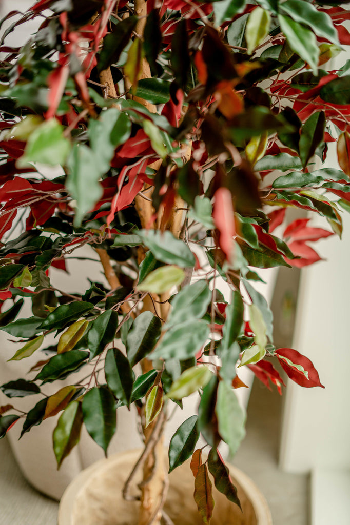 Imitatie Ficus met groen en rood in 150 cm