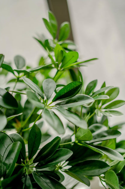 Nepplant schefflera met levensechte uitstraling