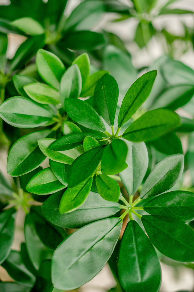 Decoratieve kunstplant schefflera van 120 cm