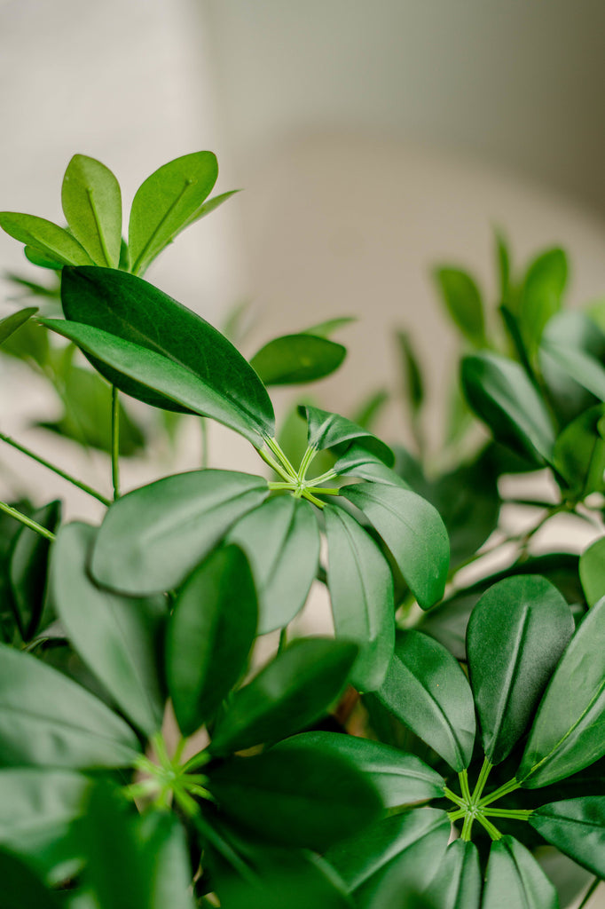 Schefflera imitatie plant met realistische bladeren