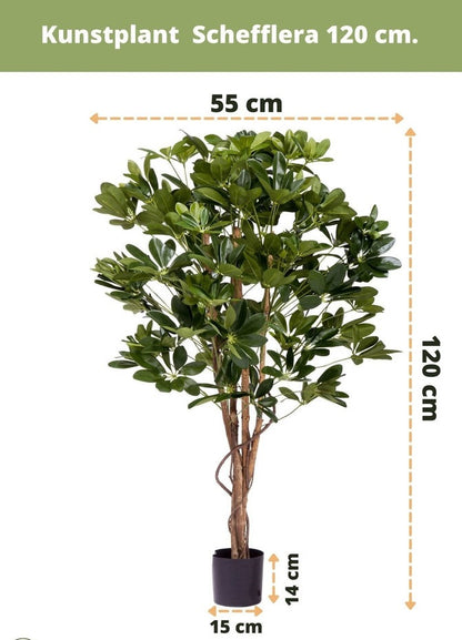 Neppe plant schefflera als groene eyecatcher