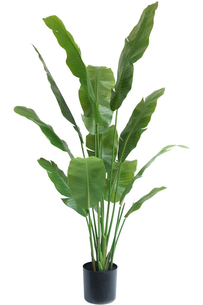 Mooie plastic Strelitzia Nicolai plant