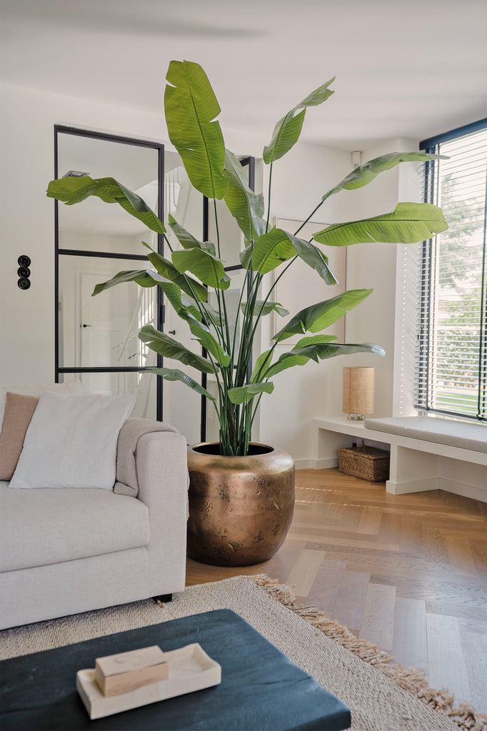 Nep strelitzia plant voor binnen decoratie