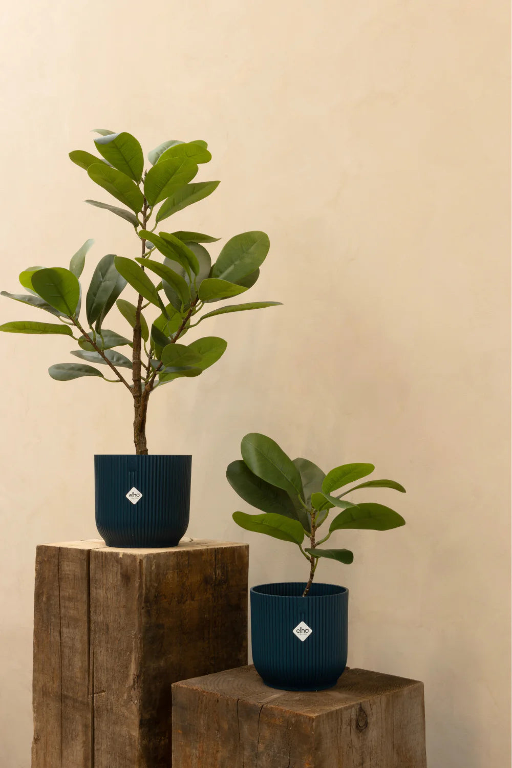 Ficus Kunstplant 35cm