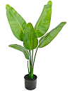 draf product