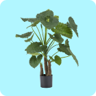 kunst-alocasia.png