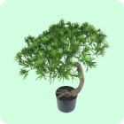 kunst-bonsai.png