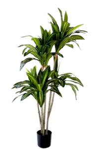 Dracaena