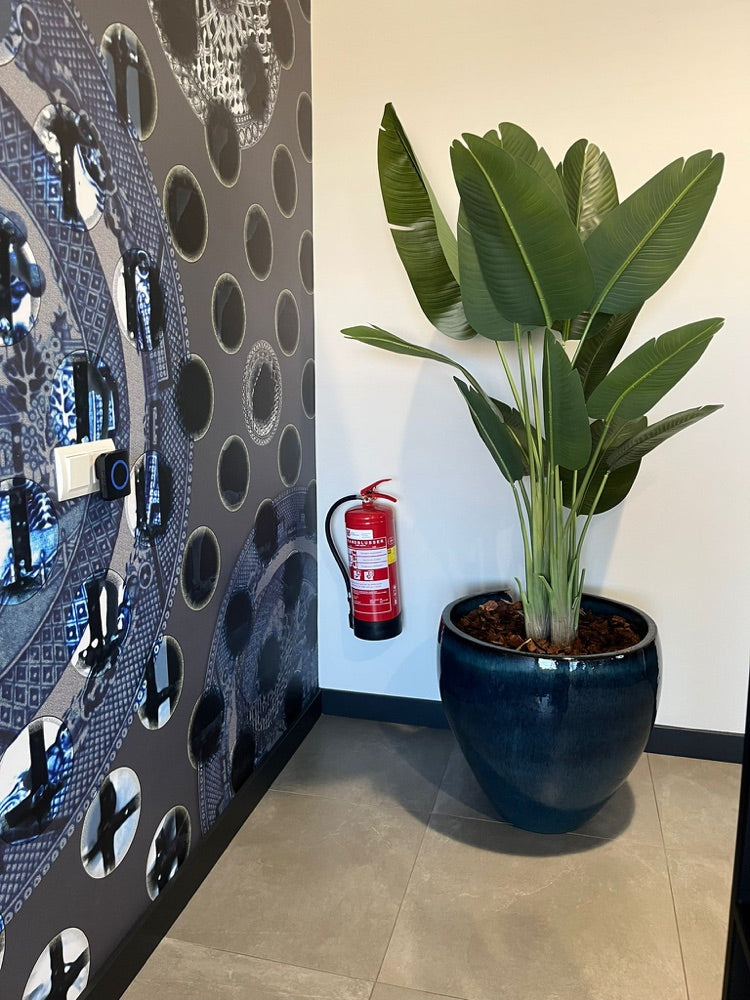 Kentia palm op kantoor