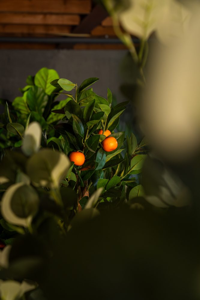 Close-up van echte houten stammen en buigbare takken