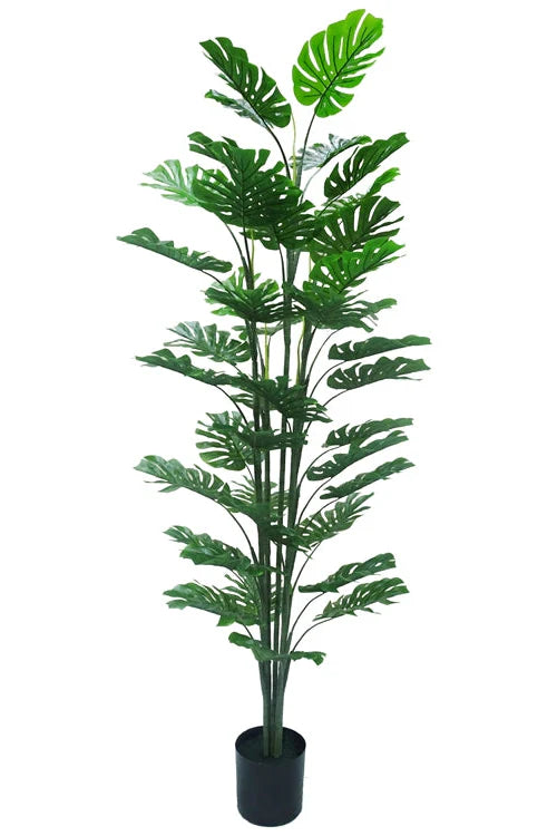Monstera
