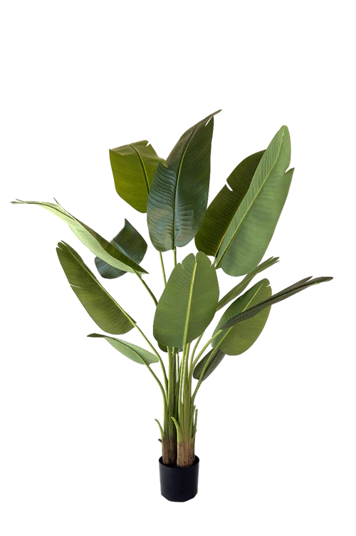 Strelitzia