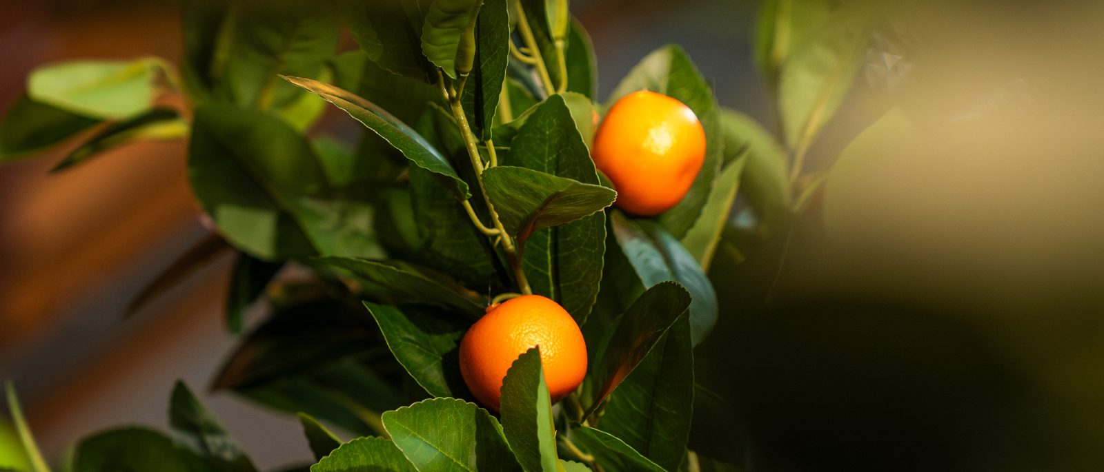 Kunstplant met sinaasappeltjes in de groothandel van NeverLeafs